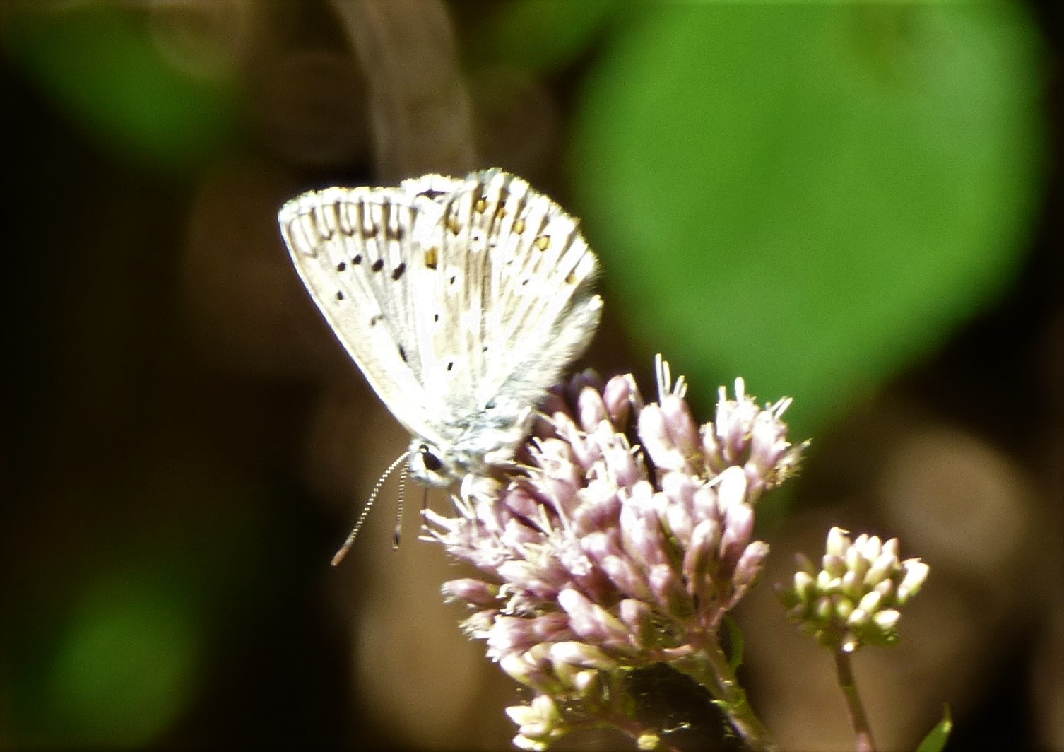 Polyommatus bellargus? No, Polyommatus (Lysandra) coridon, Lycaenidae